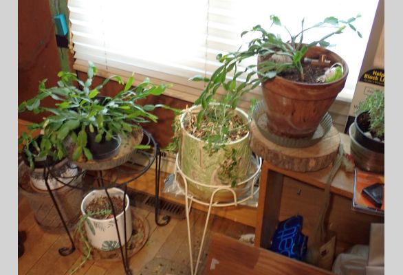 Auction listing photo