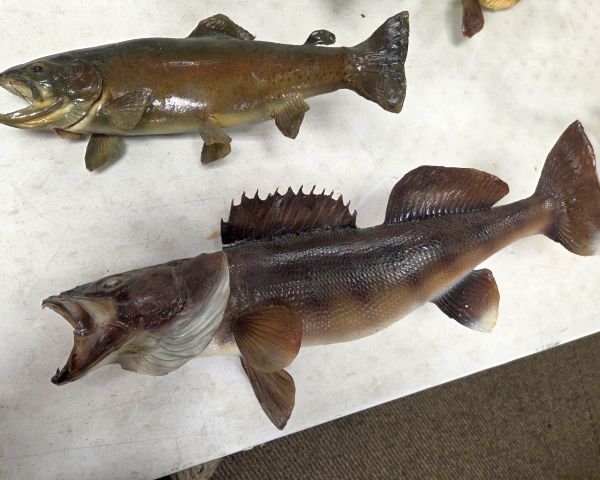 Auction listing photo