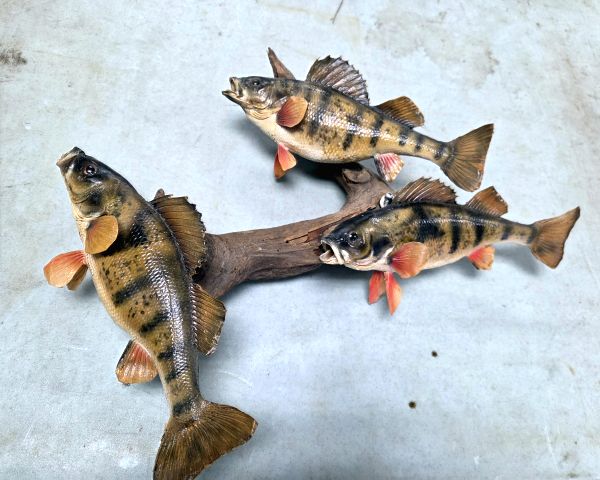 Auction listing photo
