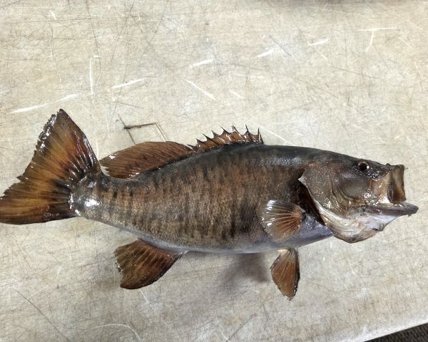 Auction listing photo