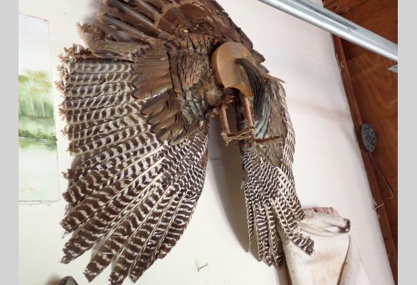 Auction listing photo