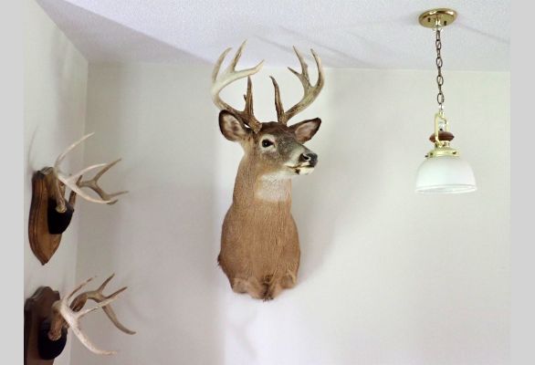 Auction listing photo