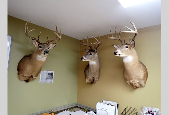 Auction listing photo