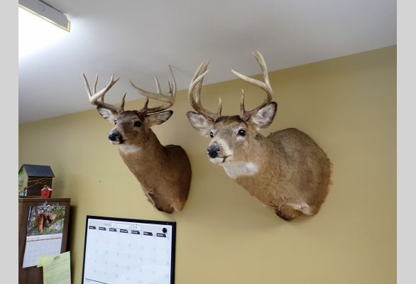 Auction listing photo