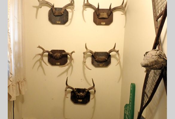 Auction listing photo