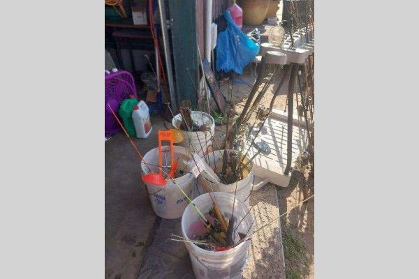 Auction listing photo