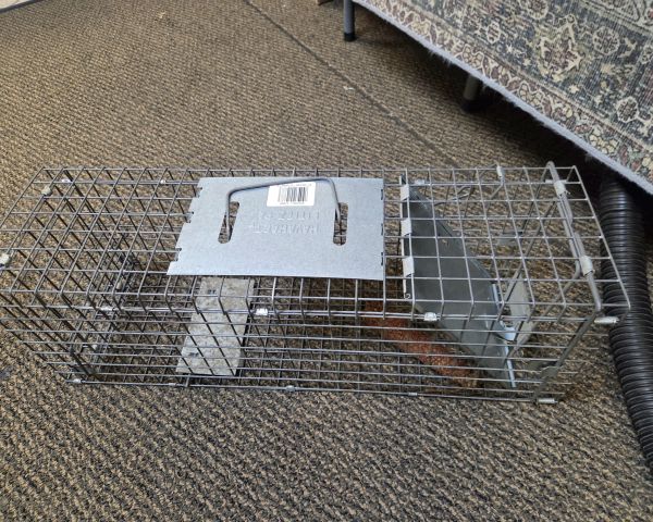 Auction listing photo