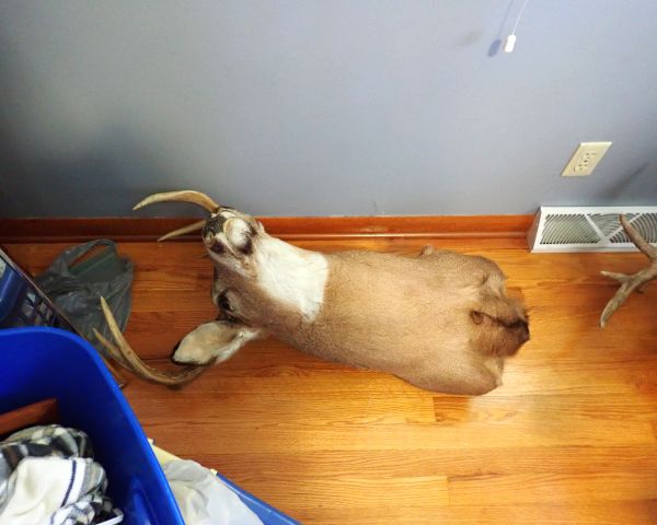 Auction listing photo