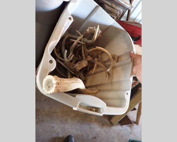 Auction listing photo