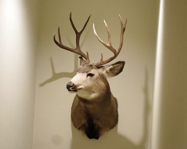 Auction listing photo