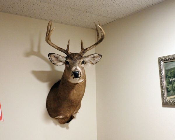 Auction listing photo