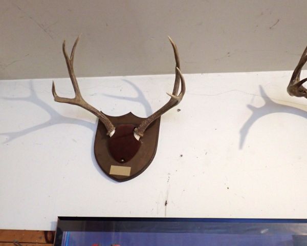 Auction listing photo