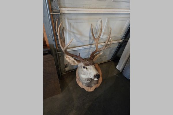 Auction listing photo