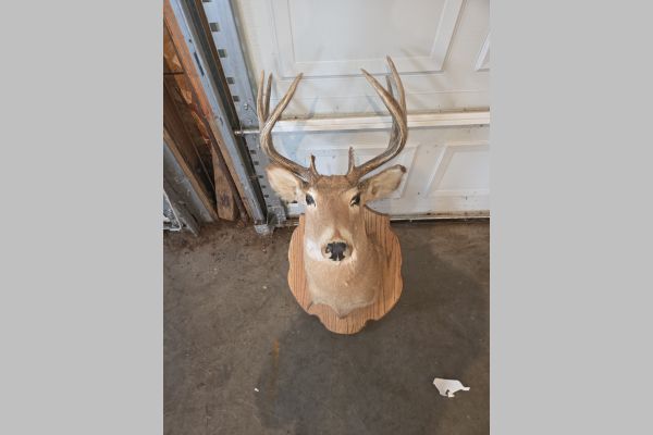 Auction listing photo
