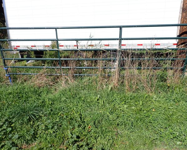 Auction listing photo